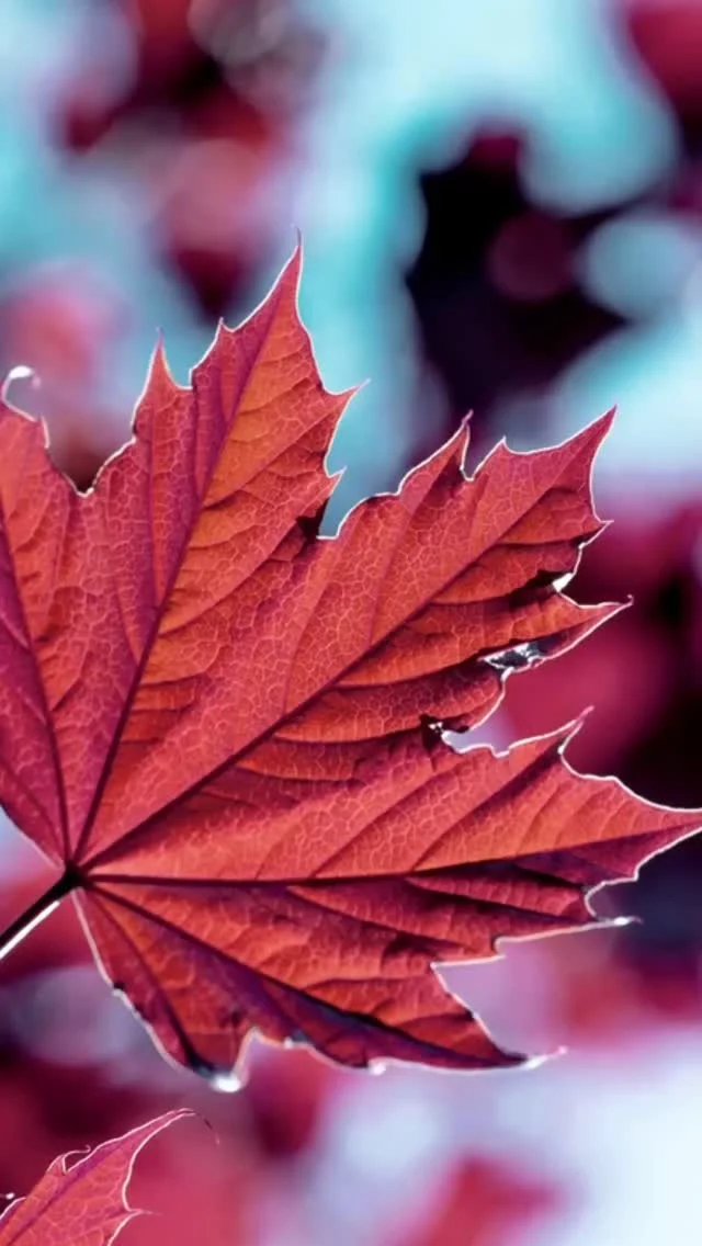 Happy Canada Day from all of us at Spa Lumina!❤️🍁

Today, we’re celebrating everything we love about this beautiful country, our breathtaking landscapes, our diverse and caring communities, and the sense of peace we find when we slow down and take time for ourselves.

Thank you for letting us be part of your self-care journey here in Barrie (and yes! that’s Barrie in the photo!). We’re so grateful to call this place home and to support the wellness of people in this community.

Wishing you a joyful, restful long weekend, however you choose to celebrate ❤️

#SpaLumina #CanadaDay